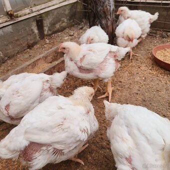 Prodám domácí brojlerová kuřata - 3