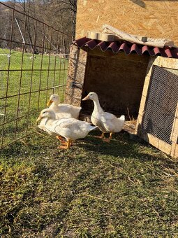 pekingska kachna - 3