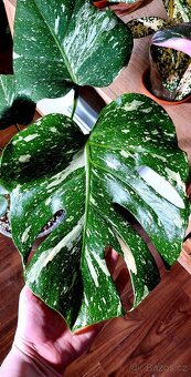 Monstera Thai constellation - 3