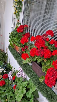 TRUHLÍKY S PELARGONIEMI ZONALE + voskovka zdarma - 3