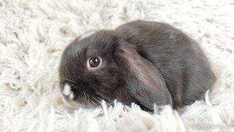 Zakrslý beránek, králíček, králík - DENIS - 3