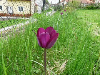 Cibulky tulipánů - směs barev - - viz text a foto - 3