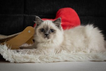 Ragdoll holčička s PP - 3