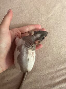 Fuzzy potkánci - 3