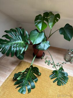 Monstera pokojovky - 3