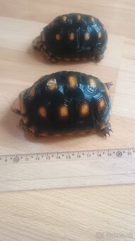 Želva Uhlířská - Geochelone carbonaria - 3