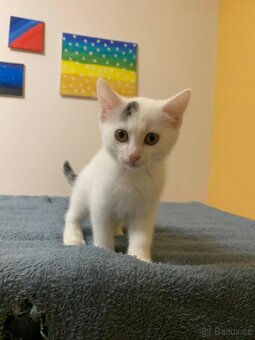Koťátka - 3