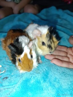 Rozetové morčátka samičky - 3