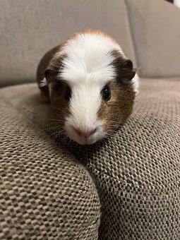 Morčata rozevláté - 3