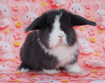 Zakrslý modrooký beránek - samička . - 3