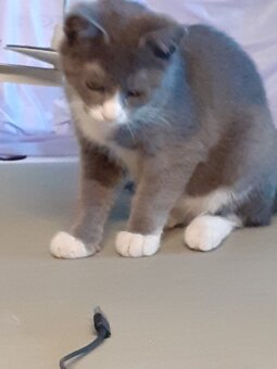 mainská mývalí kočka - 3