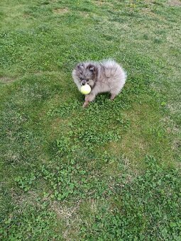 Pomeranian fešák - 3