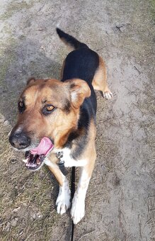 RON K ADOPCI - vděčný mazel, parťák, vhodný k dětem - 3