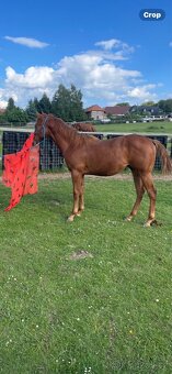 TOP Quarter horse - 3