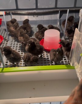 Ayam Cemani kuřátka - 3