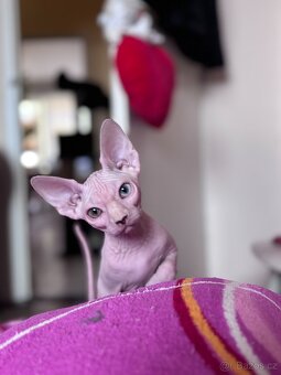 SPHYNX koťátko bez PP - 3