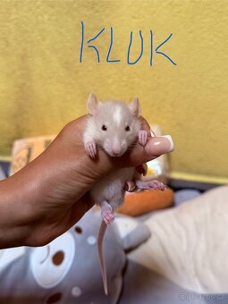 Potkan dumbo - 3