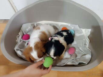 Kavalír King Charles Španěl - štěňátka bez PP (dvě fenky) - 3