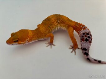 Gekončík noční Tangerine samice 27g - 3
