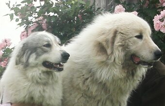 Pyrenejský horský pes s PP FCI - 3