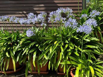 Kalokvět - Agapanthus - 3