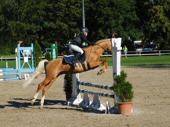 Německý jezdecký pony  do sportu - 3