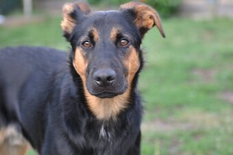 Hektor - jako štěněti mu zlomili ocas, hledá laskavý domov - 3