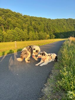 Krytí Border kolie bluemerle - 3