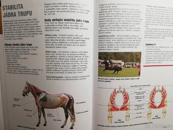 Koně a jejich pohyb - 3