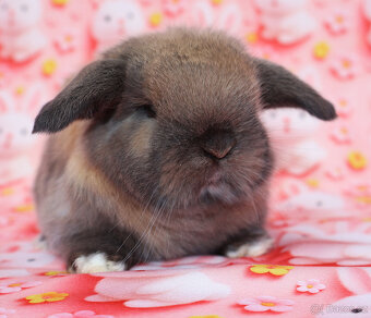 MiniLop beránek sameček . - 3