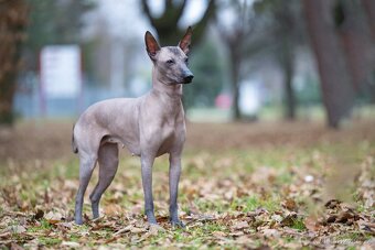 Peruánsky a Mexický naháč - 3