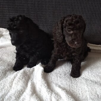 Pudl trpasličí - 3