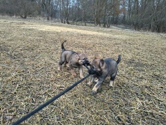 Německý ovčák - štěně s PP - 3