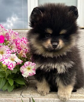 POMERANIAN - 3