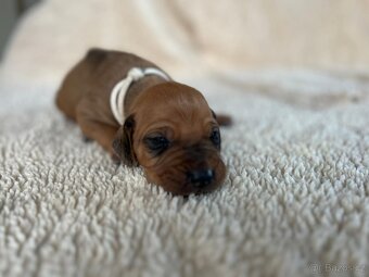 Rhodesian ridgeback s PP- Maisha Mazuri - 3