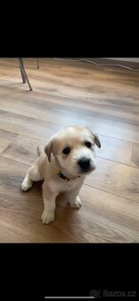 Štěňátka z mixu BOxLabrador s NOxHusky - 3