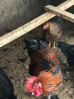 Kohout Marans měděnokrký - 3