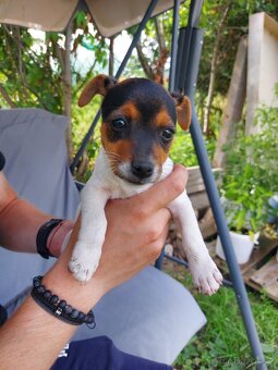 Jack Russell teriér štěňata - 3