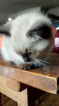 Britská krátkosrstá colorpoint - 3