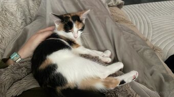 Daruji kotě 4,5 měs - 3