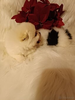 Pomeranian s PP - 3