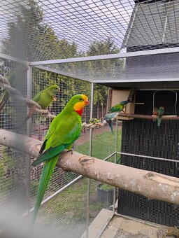 Papousek nádherný - 3