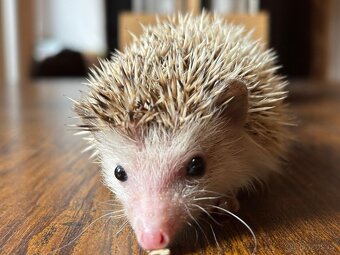 Ježek bělobřichý - 3