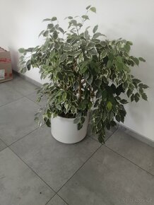 Ficus benjamin - 3