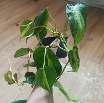 Epipremnum, philodenron - 3