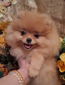 Pomeranian s PP FCI - 3