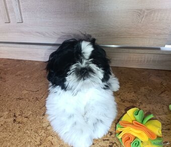 Shih-tzu s PP poslední štěňátko (shih tzu , shitzu, si-tzu) - 3
