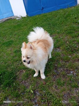 Pomeranian krytí - 3