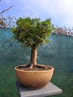Bonsai,bonsaj Thuje - 3
