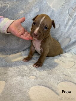 Americký pitbulteriér APBT s pp - 3